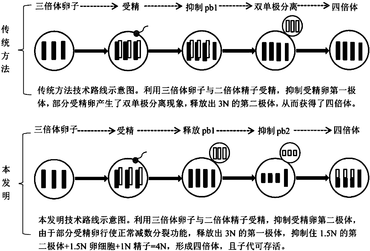 Preparation method of young mollusks of Hongkong tetraploid oysters