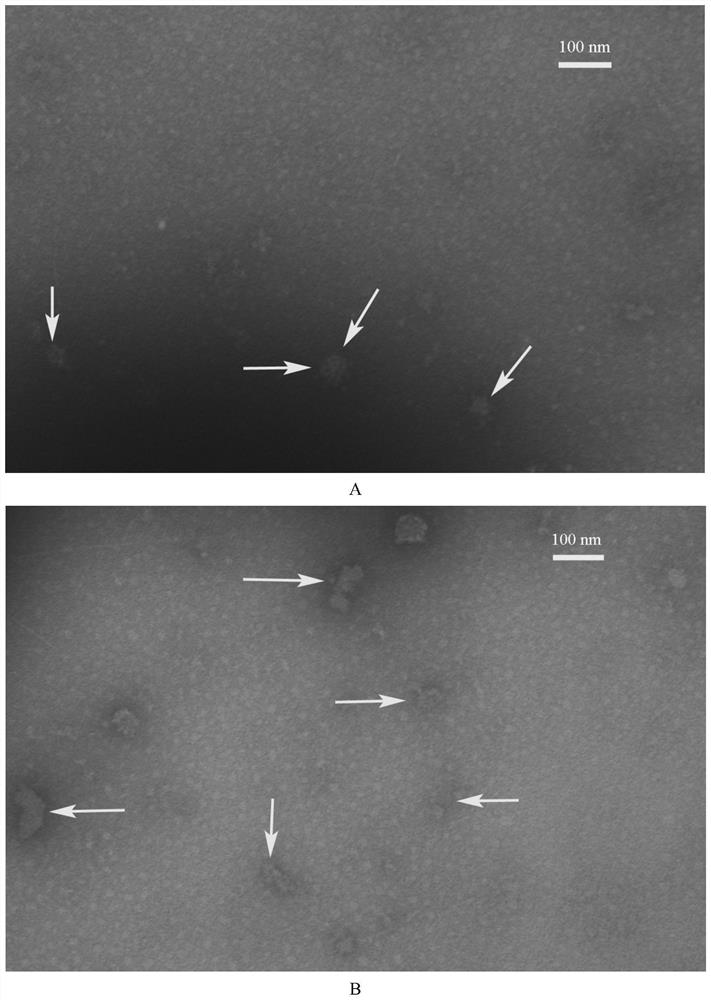 A kind of houttuynia glycoprotein and its preparation and application