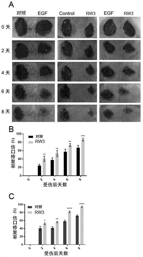 Polypeptide for promoting skin repair and application thereof