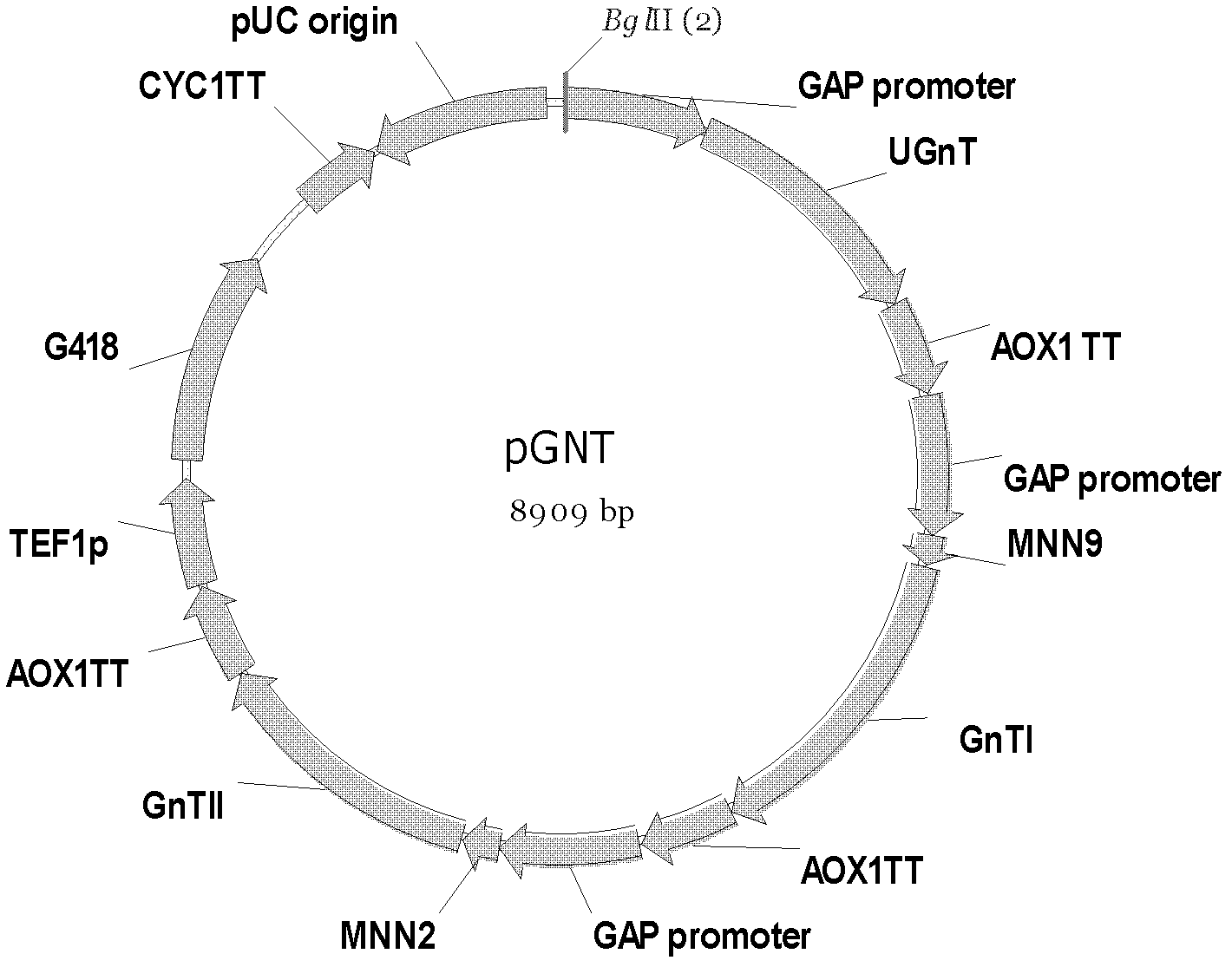 Humanized glycosylation modified hansenula polymorpha