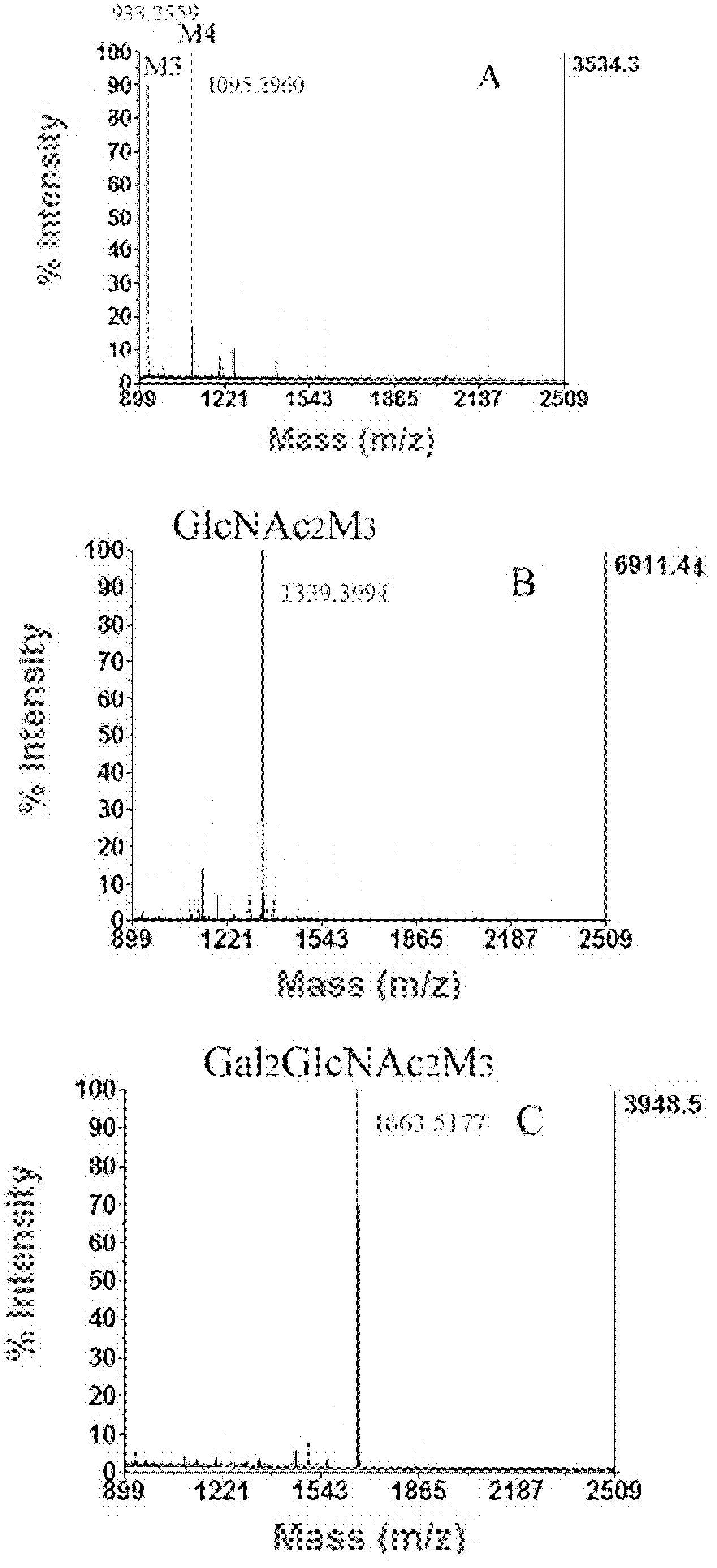 Humanized glycosylation modified hansenula polymorpha