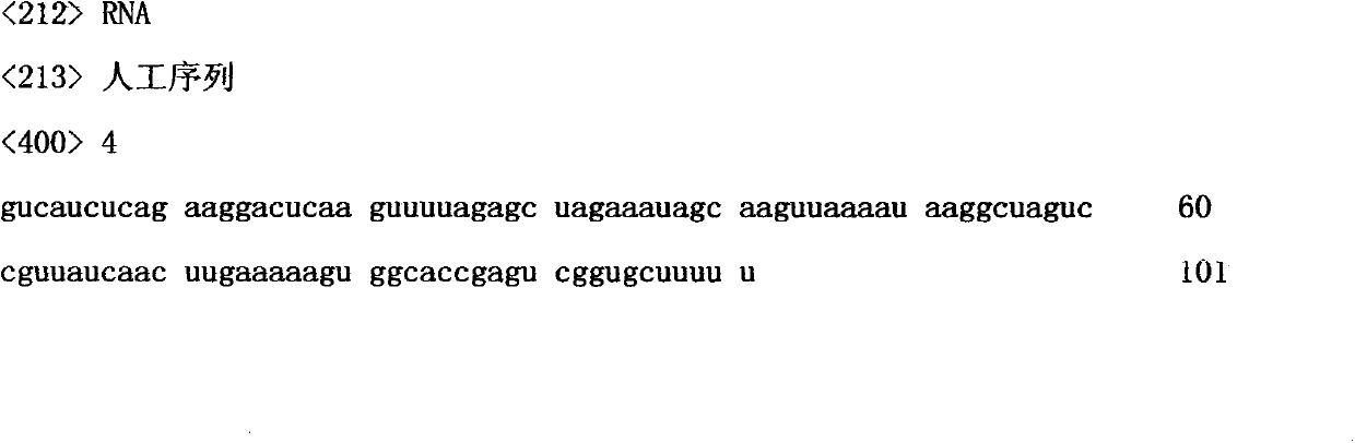 Pair of small guide RNAs (Ribonucleic Acids) (sgRNAs) for specifically identifying sheep DKK1 gene and coded DNA (Deoxyribonucleic Acid) and application of sgRNAs