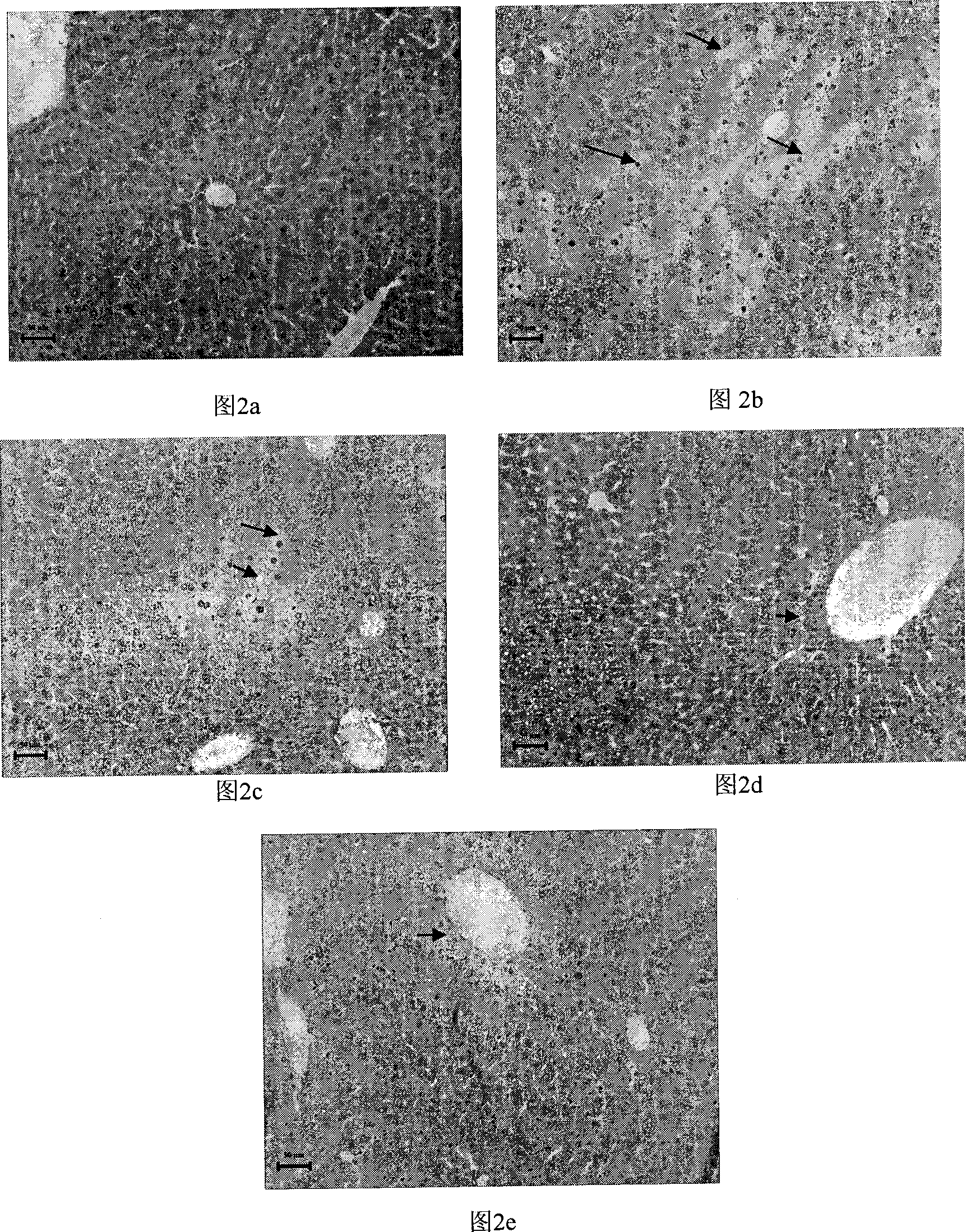 Process for producing mulberry leaf polyphenol, microcapsule and uses thereof