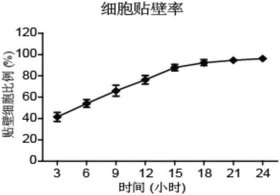 Hepatoma cell line STL-C1 derived from human hepatoma a-carcinoma tissue and establishment method thereof