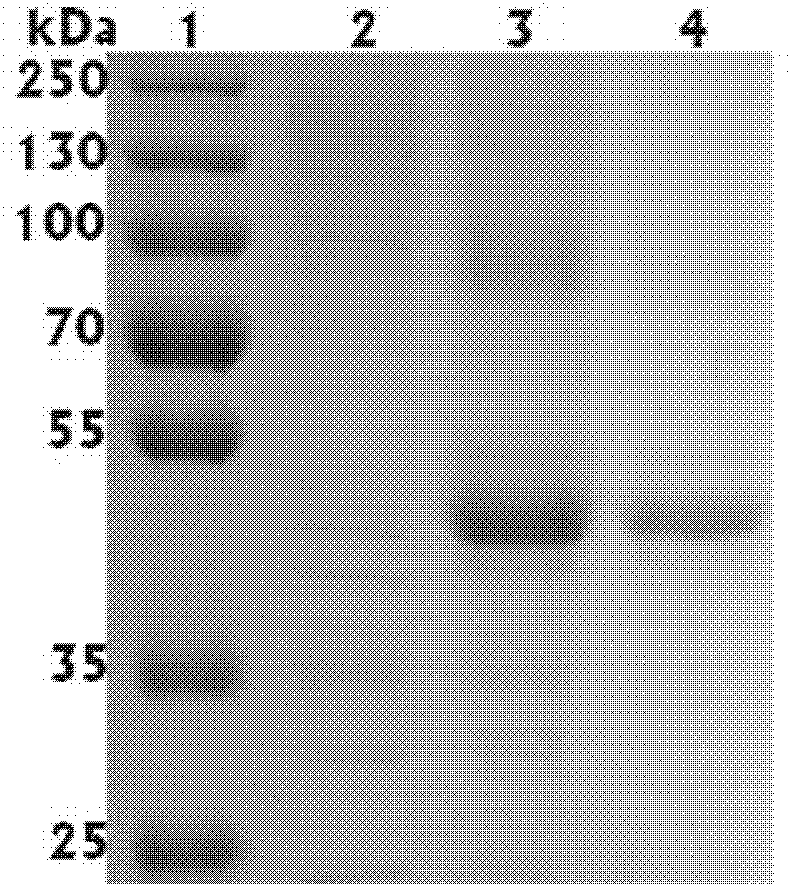 A kind of feed pectinase pla and its gene and application