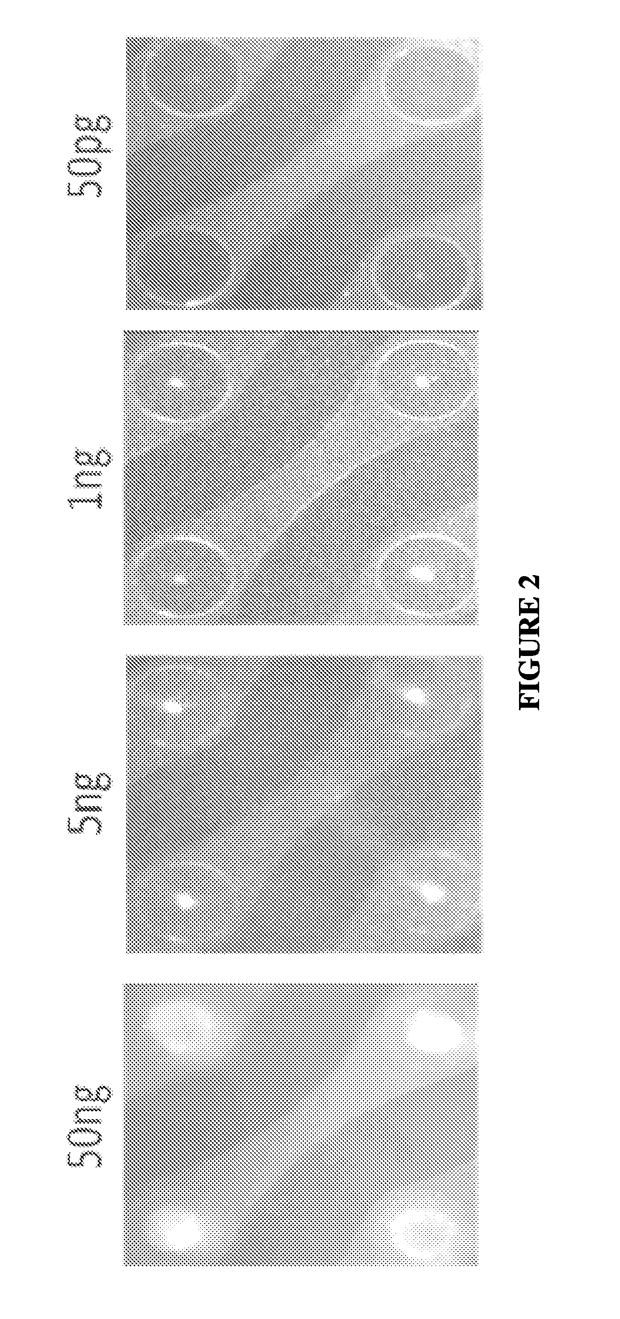 Nucleic acid sample preparation