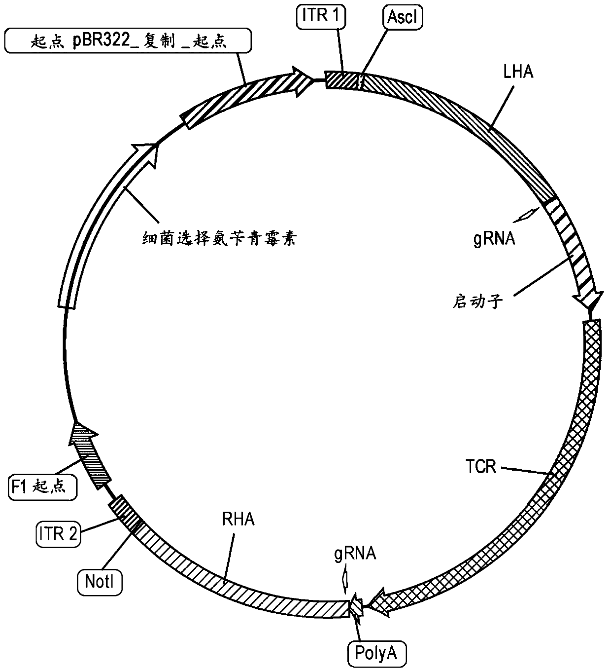 Adeno-associated viral vectors for gene therapy