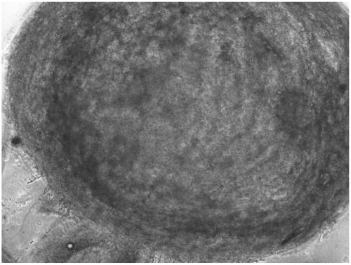 Culture method for inducing differentiation of umbilical cord mesenchymal stem cell into cartilage and culture medium used in method