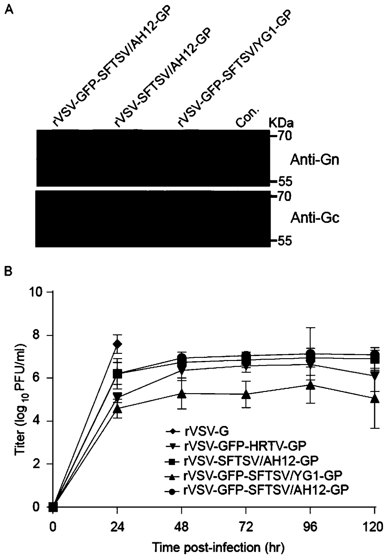 Recombinant virus vector and vaccine and preparation method and application thereof