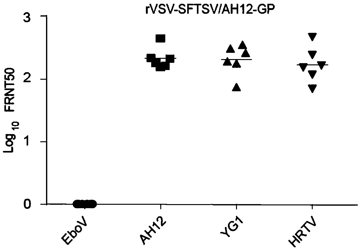 Recombinant virus vector and vaccine and preparation method and application thereof