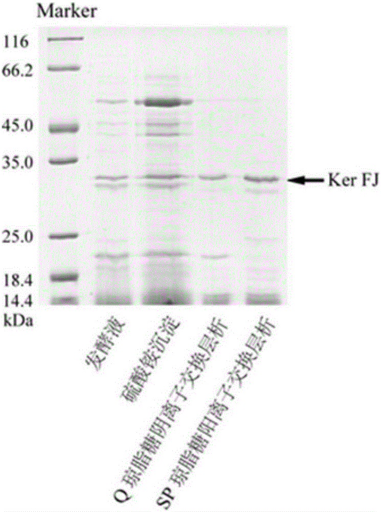 Separating and purifying method and application of keratinase