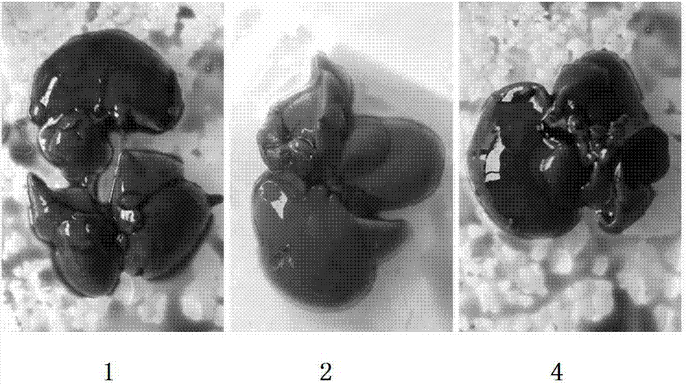 High-activity plant lactobacillus tomato juice culture medium extracellular metabolic product, and preparation method and application thereof