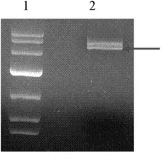 Method for producing human collagen type II