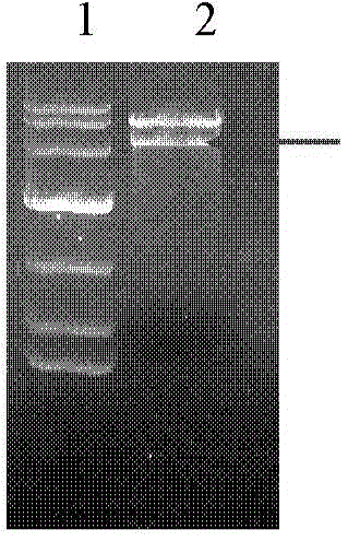 Method for producing human collagen type II