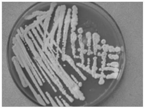 Bacterial strain for reducing water-soluble sugar in tobacco leaves, screening method, cultivation method and application