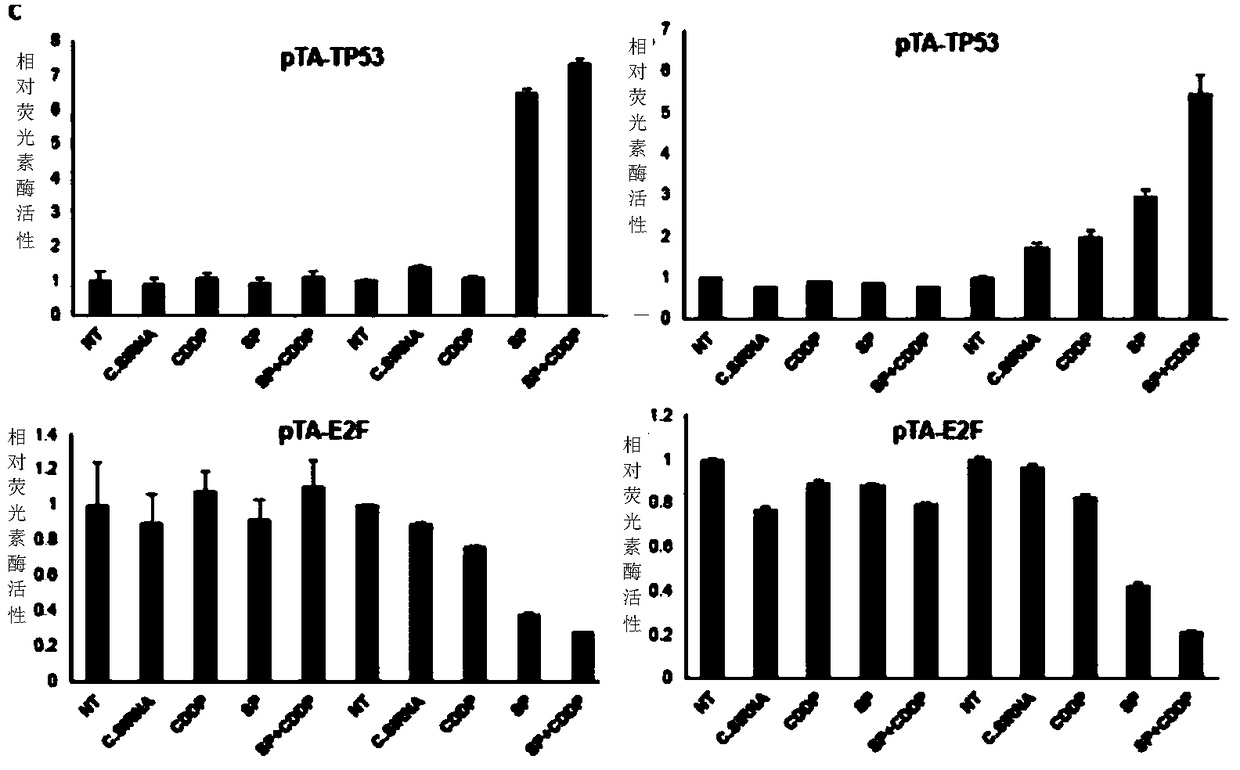 METHOD FOR MAINTAINING INCREASED INTRACELLULAR p53 LEVEL, INDUCED BY PLATINUM-BASED ANTICANCER DRUG, AND APPLICATION THEREOF