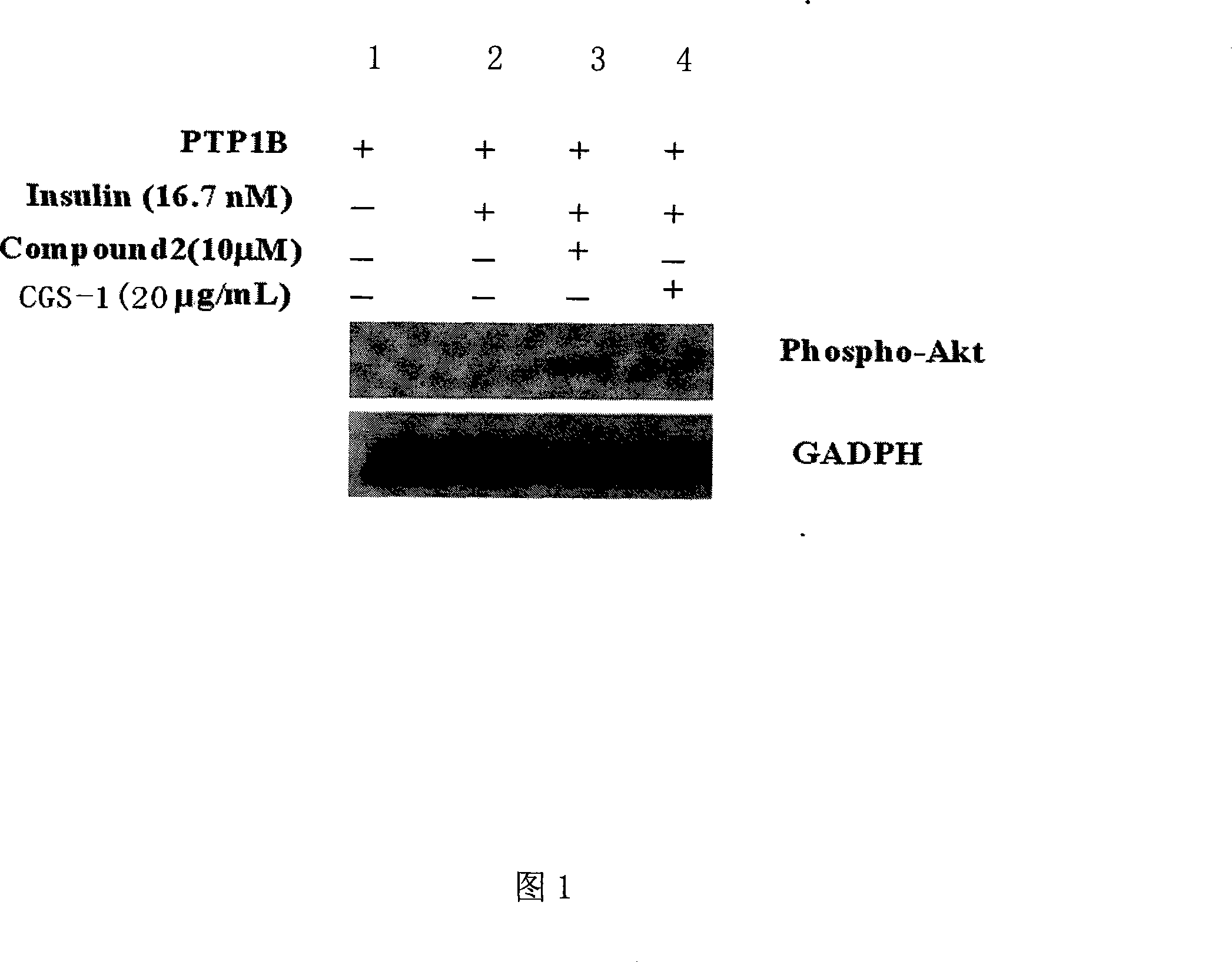 Chicory seed effective part and preparation method and application thereof