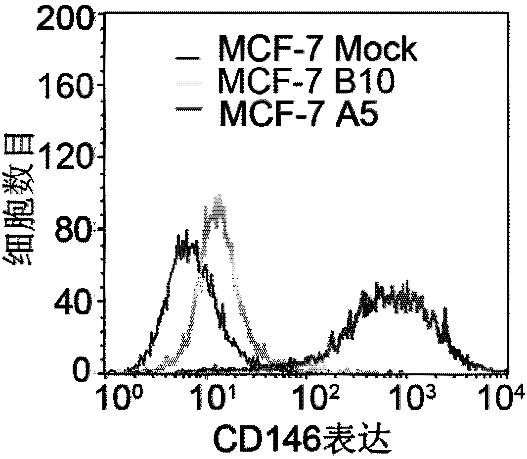 Application of CD146 and its antibody in diagnosis and treatment of triple negative breast cancer