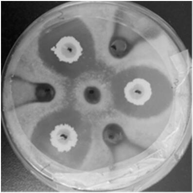 Spore-producing bacillus amyloliquefaciens for inhibiting plant pathogenic fungi and application of spore-producing bacillus amyloliquefaciens