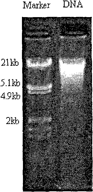 Process for extracting microbe genome DNA in complex solid-state environment