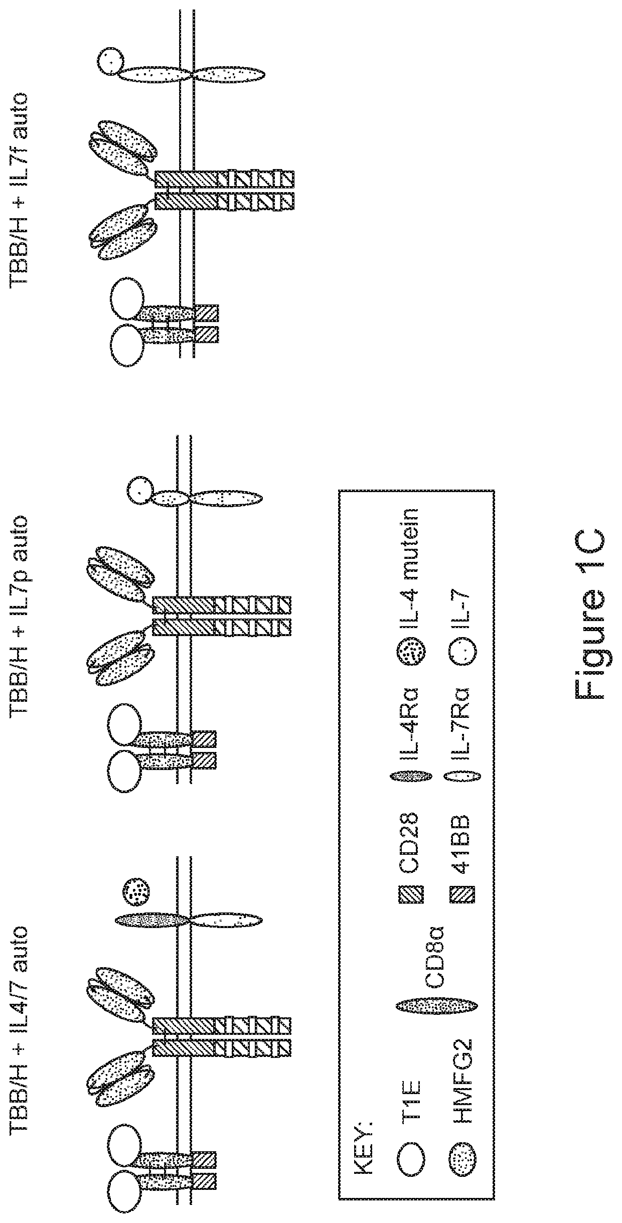 MUC1 PARALLEL CAR (pCAR) THERAPEUTIC AGENTS