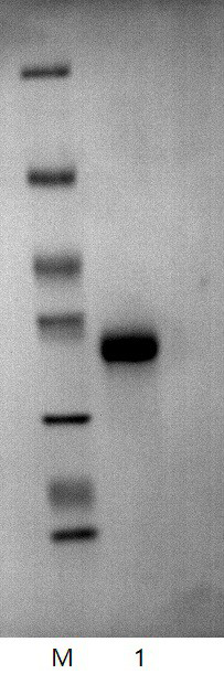 Mixed carbon source induced pichia pastoris expression recombinant batroxobin and purification method thereof