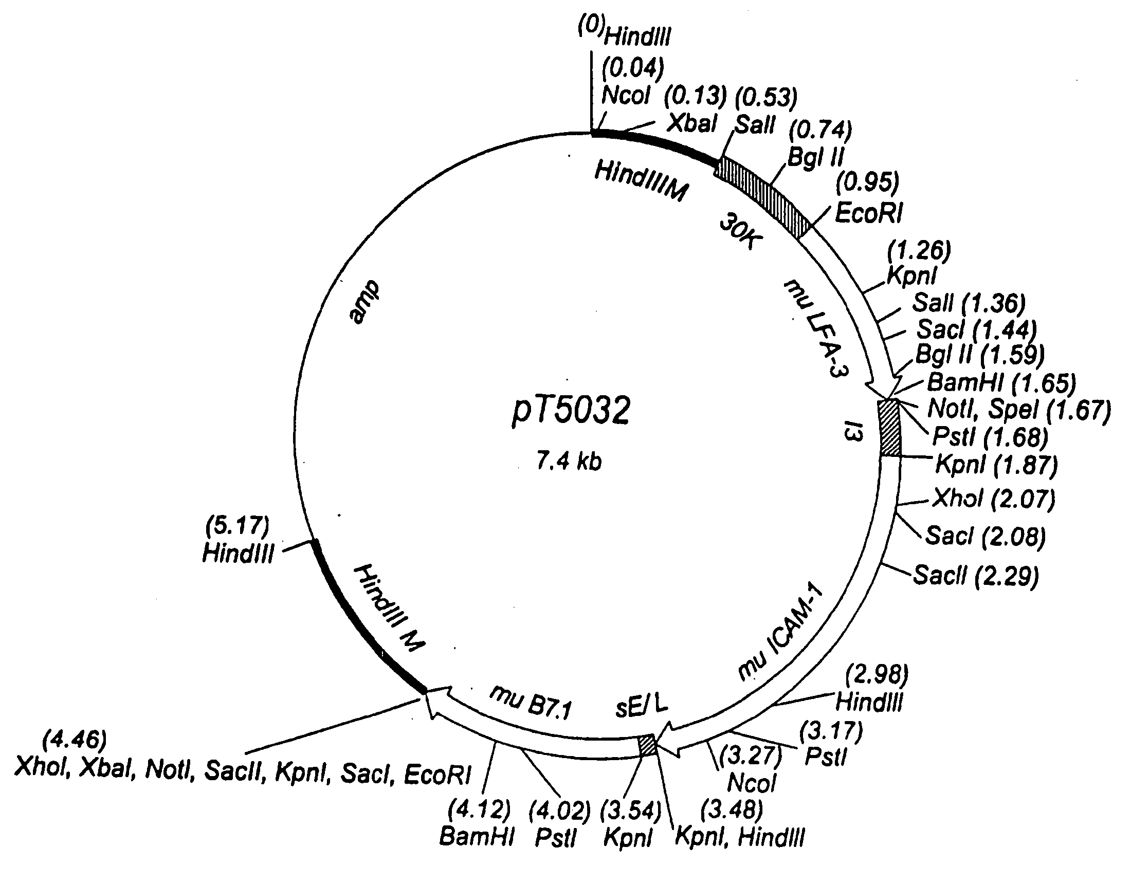 Carcinoembryonic antigen (CEA) peptides