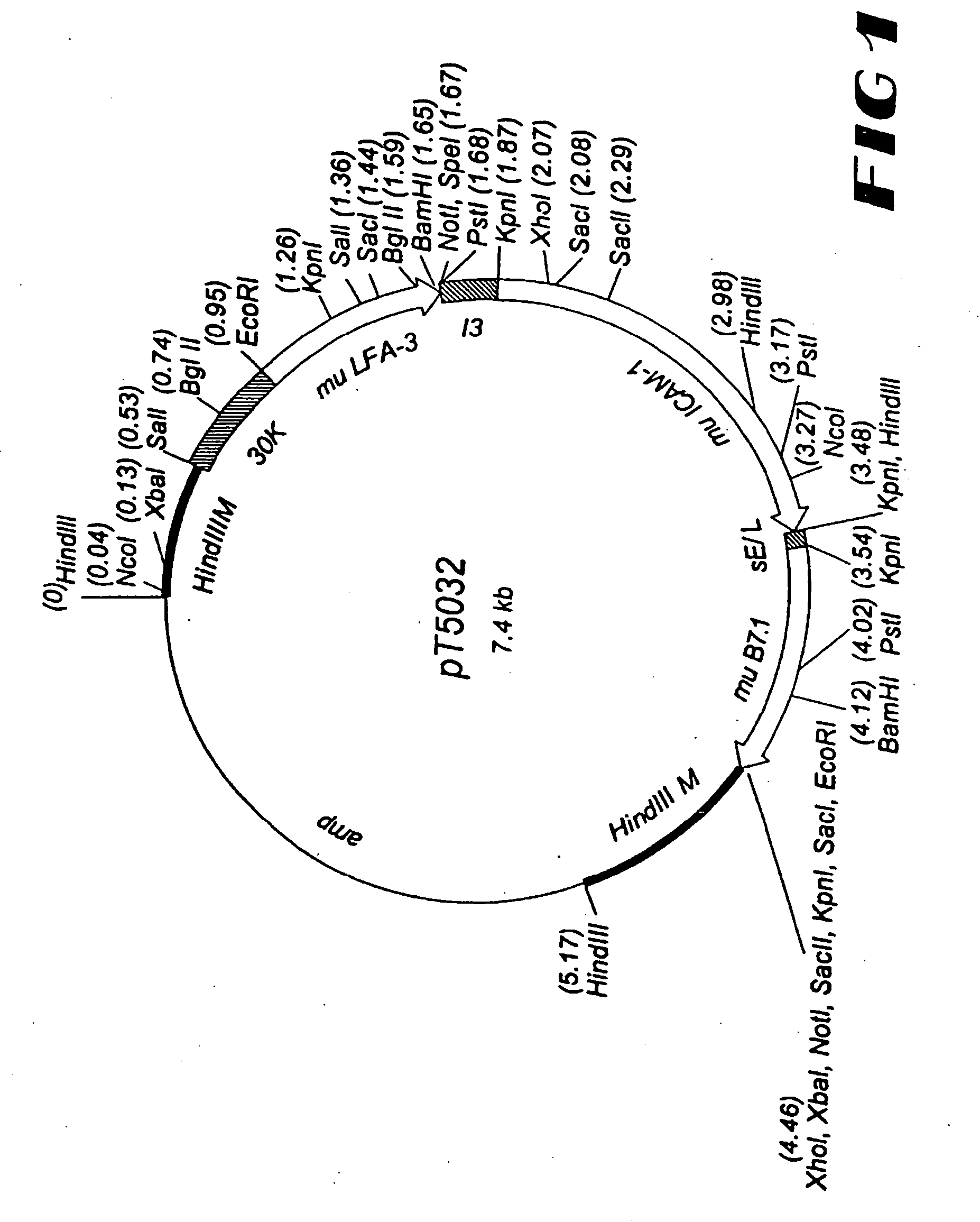 Carcinoembryonic antigen (CEA) peptides