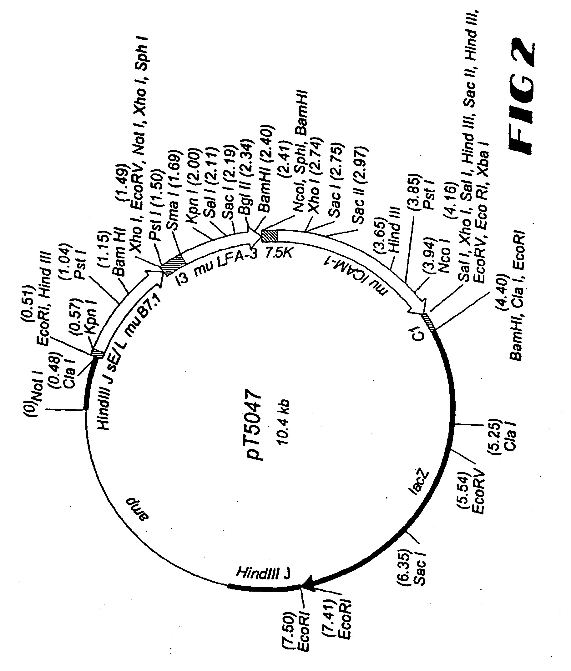 Carcinoembryonic antigen (CEA) peptides