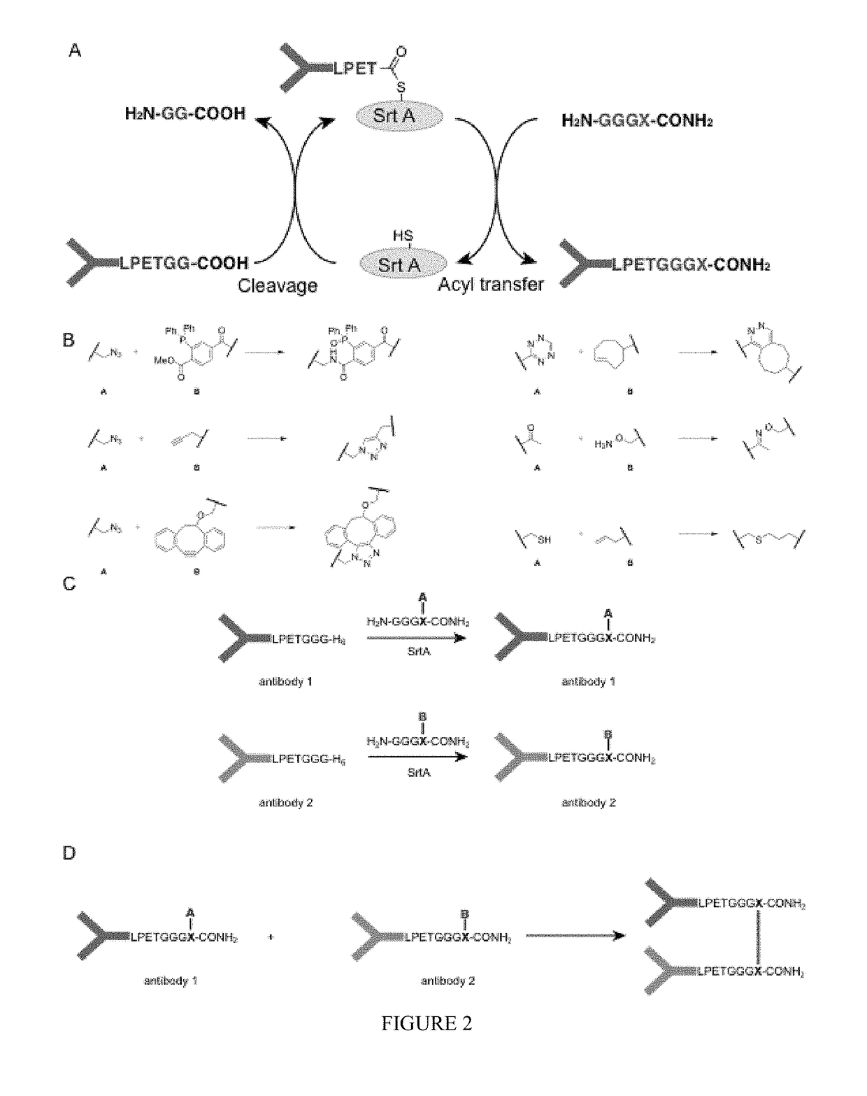 Sortase-modified VHH domains and uses thereof