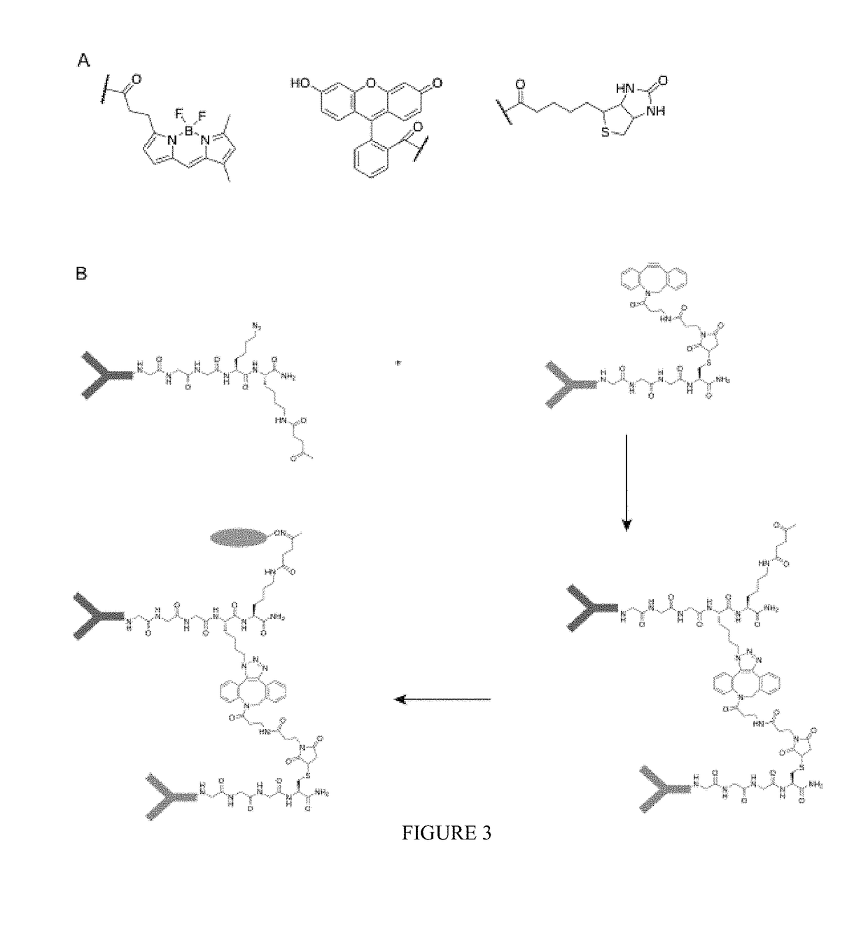 Sortase-modified VHH domains and uses thereof