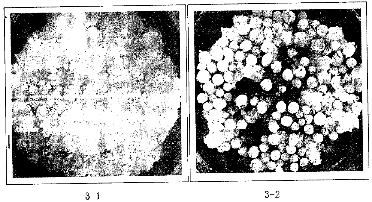 Disintegrating magnesium-containing granular fertilizer and preparation method thereof