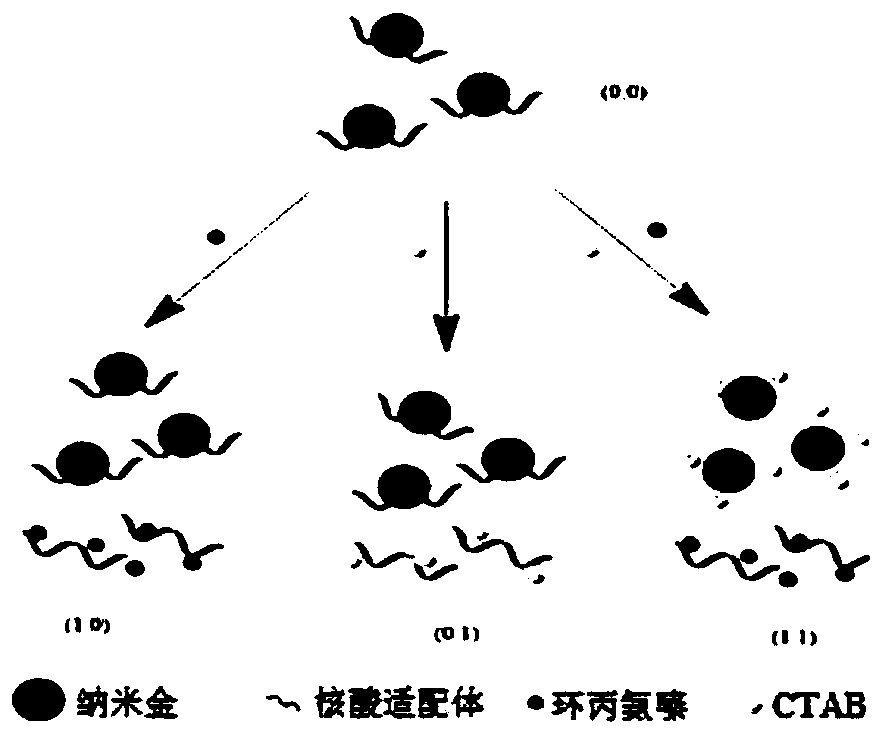 Cyromazine detection method based on aptamer modified nanogold