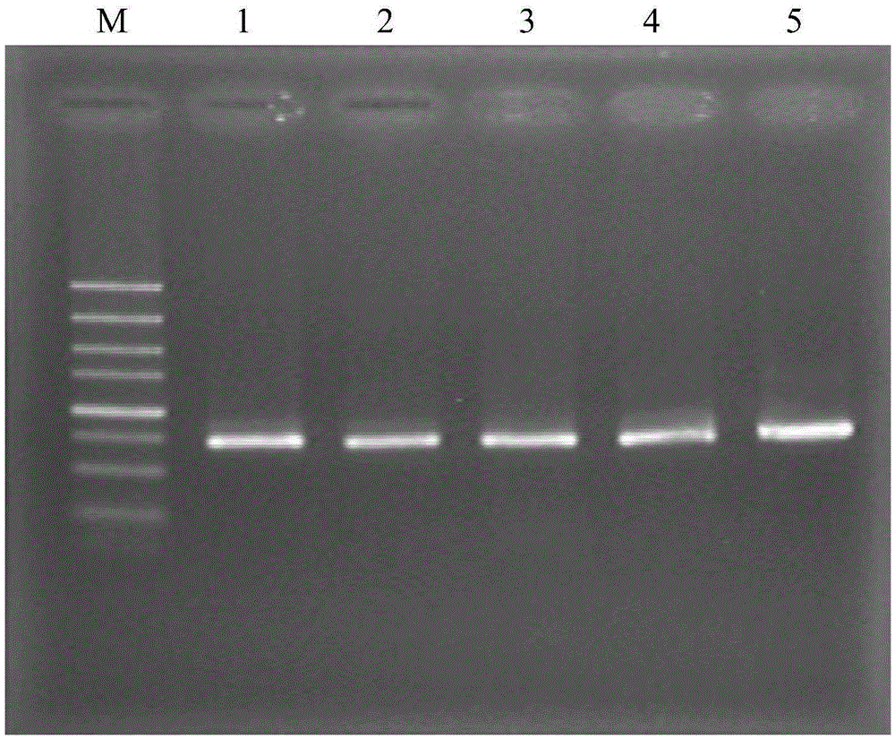 PCR primer for identifying codling moth cell line and identifying method of codling moth cell line