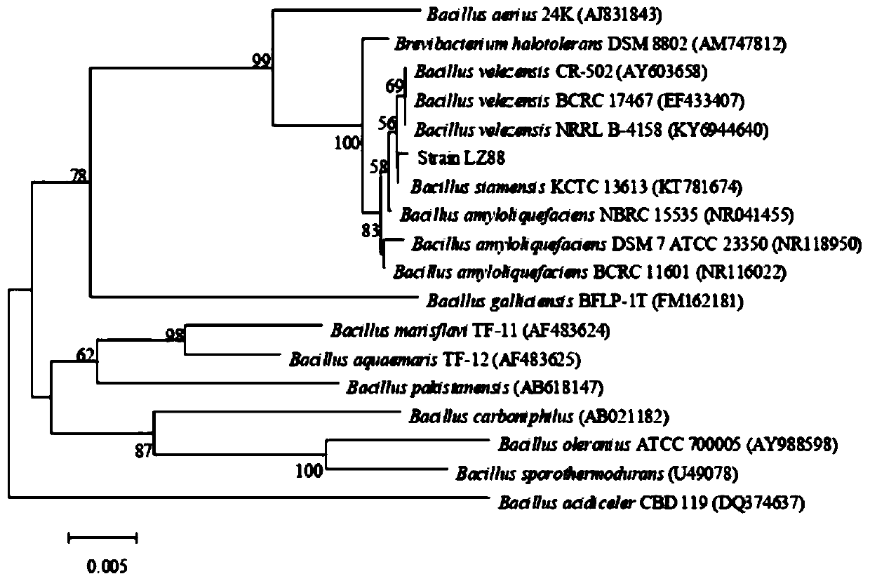 Bacillus siamensis and application thereof