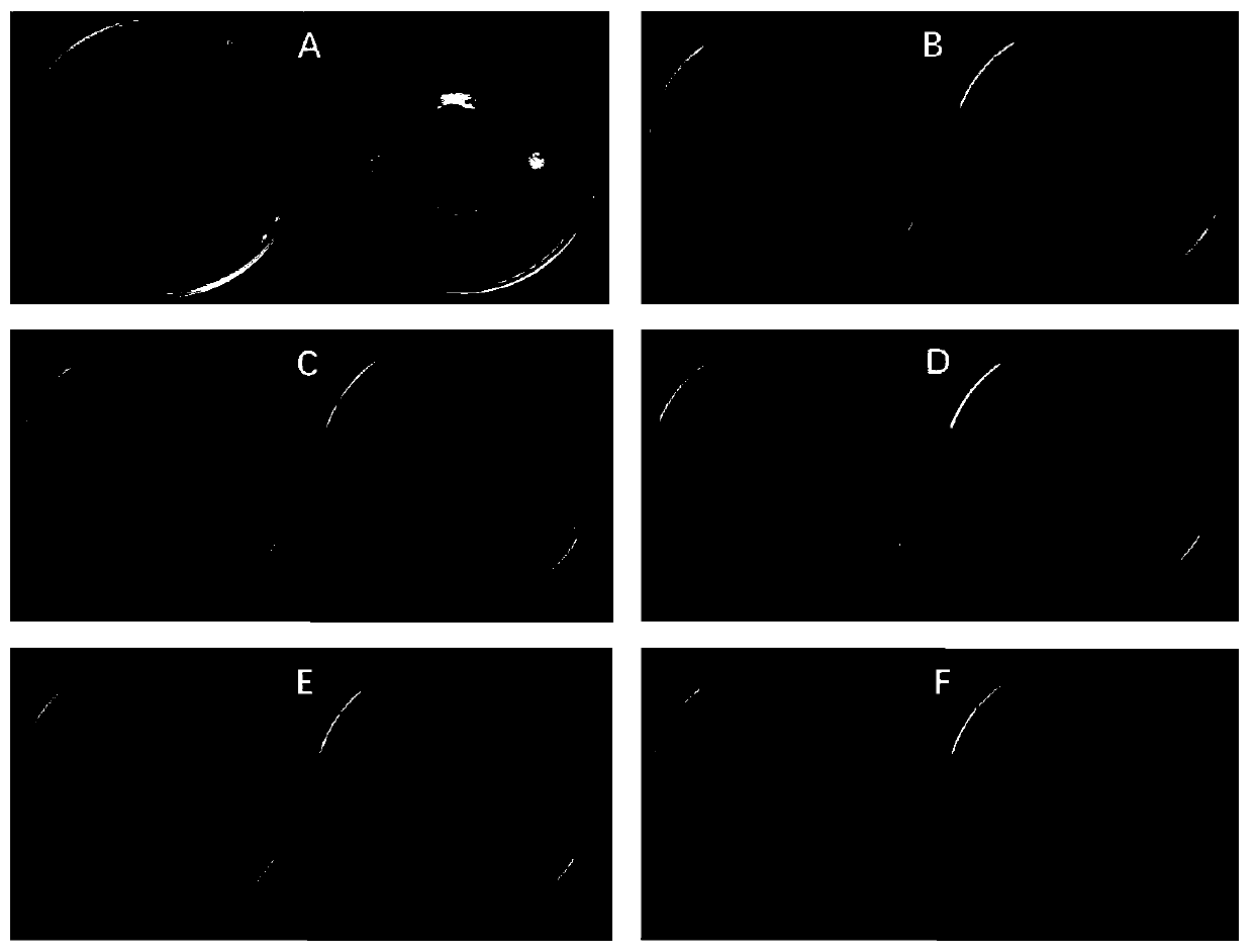 Bacillus siamensis and application thereof