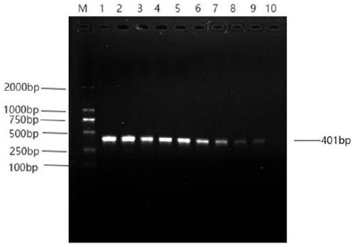 Specific primer and method for detecting towneri acinetobacter and application