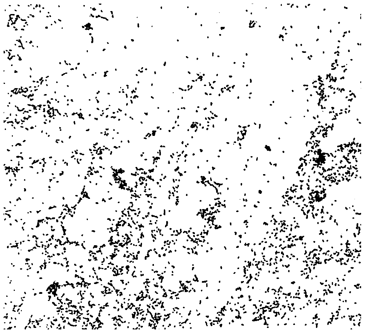 Pseudomonas arsenicoxydans and application thereof