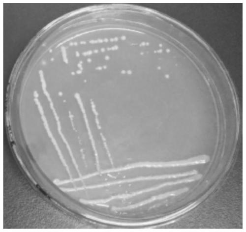 Pseudomonas arsenicoxydans and application thereof