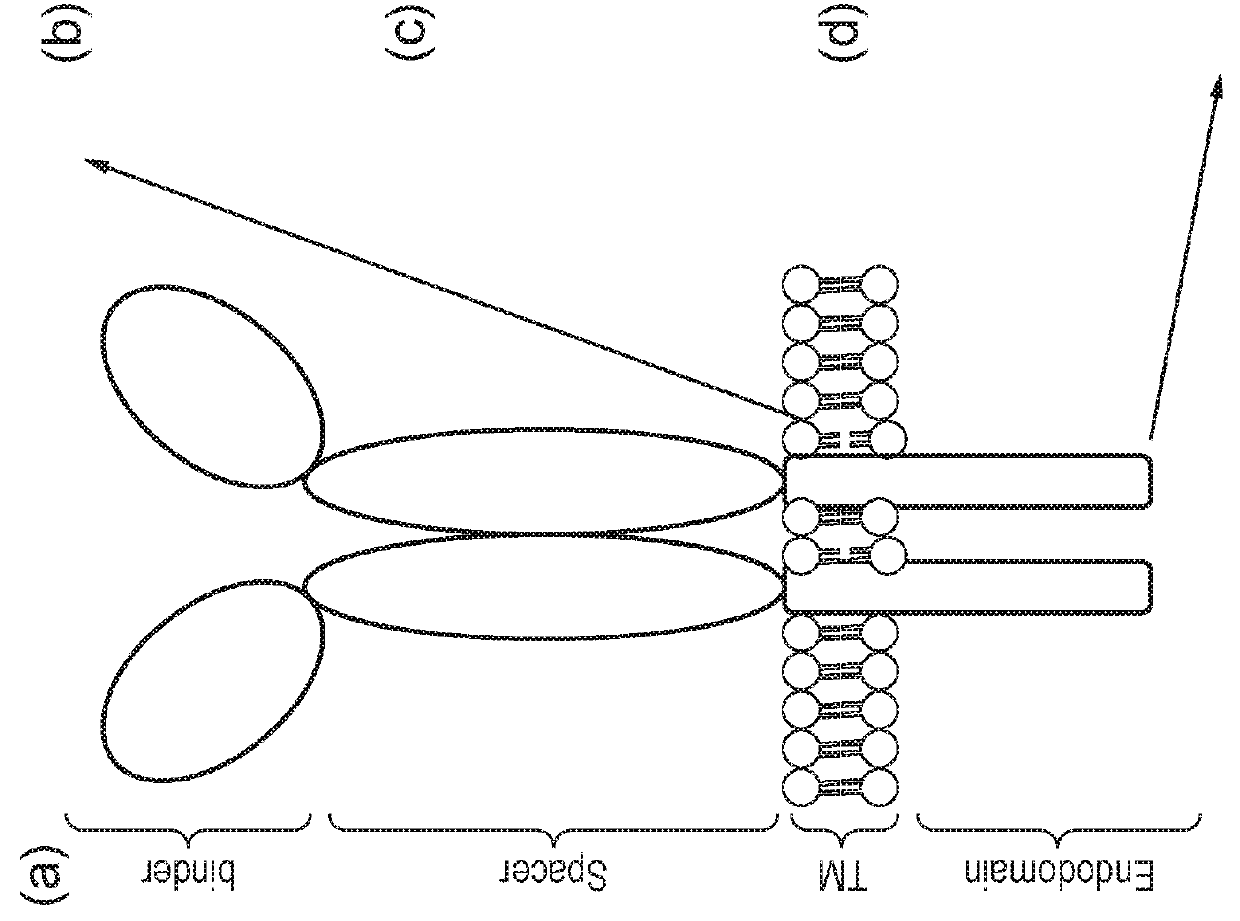 Nucleic acid construct for expressing more than one chimeric antigen receptor