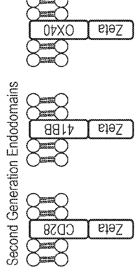 Nucleic acid construct for expressing more than one chimeric antigen receptor