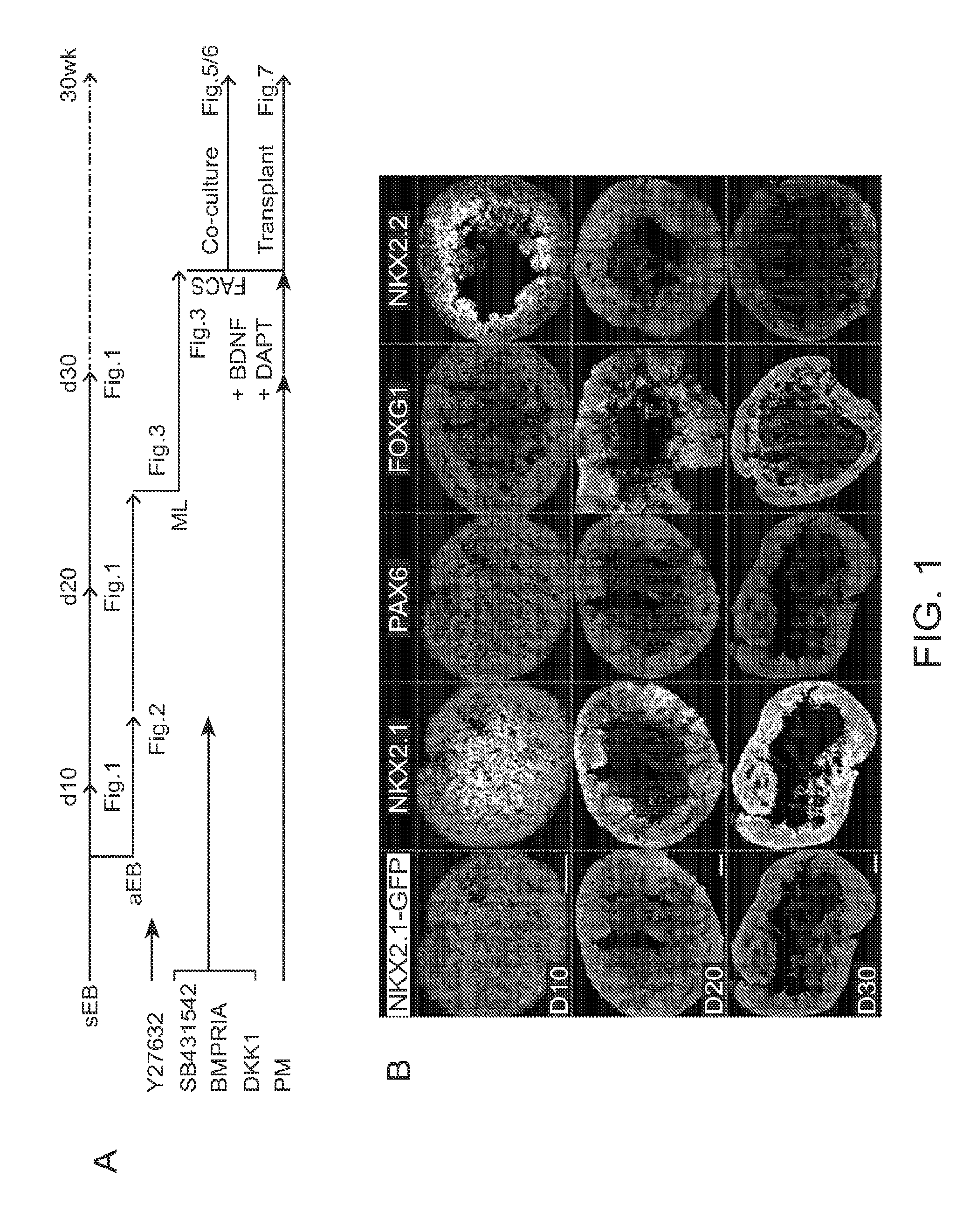 In Vitro Production of Medial Ganglionic Eminence Precursor Cells