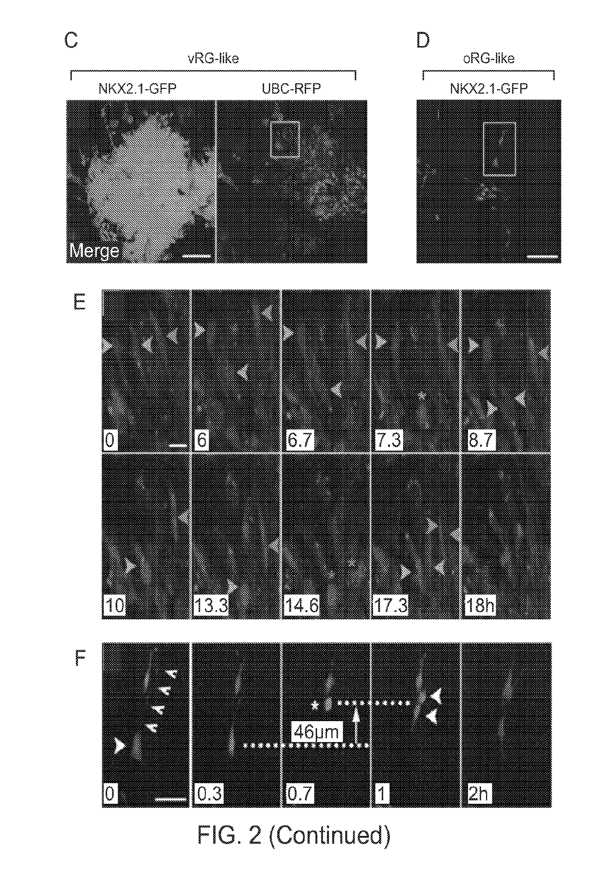 In Vitro Production of Medial Ganglionic Eminence Precursor Cells