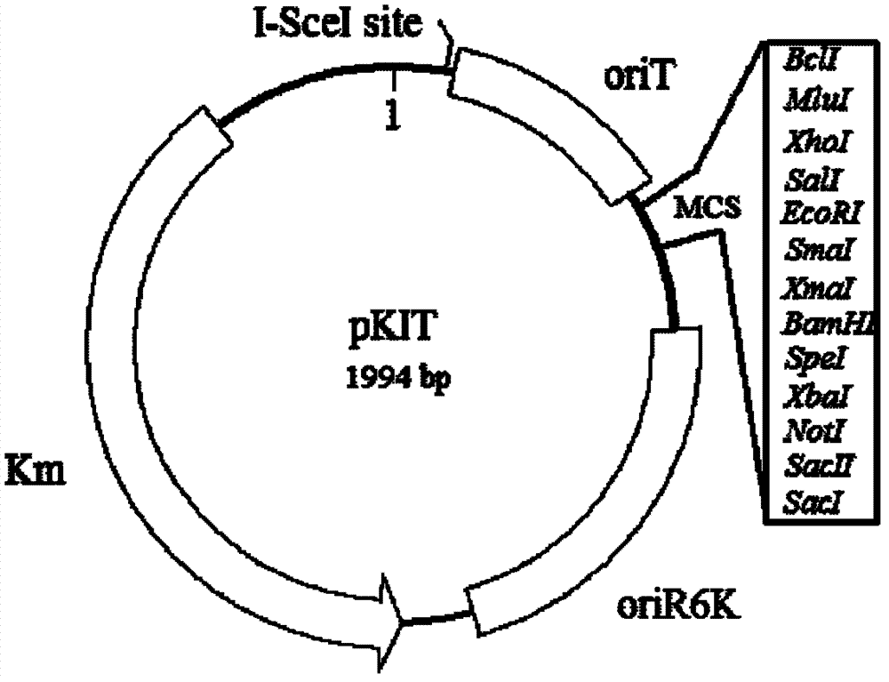 Unmarked gene knock-out method of extremely acidophilic thiobacillus ferrooxidans