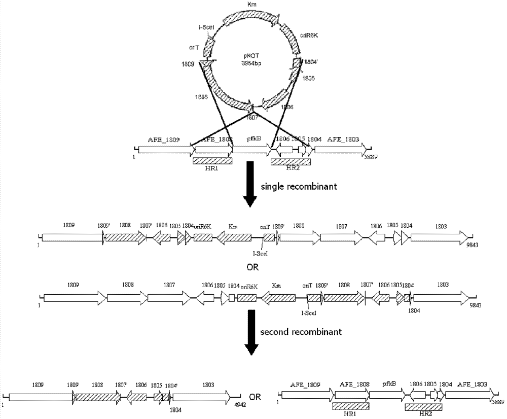 Unmarked gene knock-out method of extremely acidophilic thiobacillus ferrooxidans