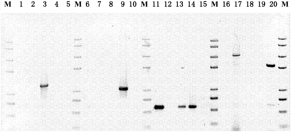 Unmarked gene knock-out method of extremely acidophilic thiobacillus ferrooxidans