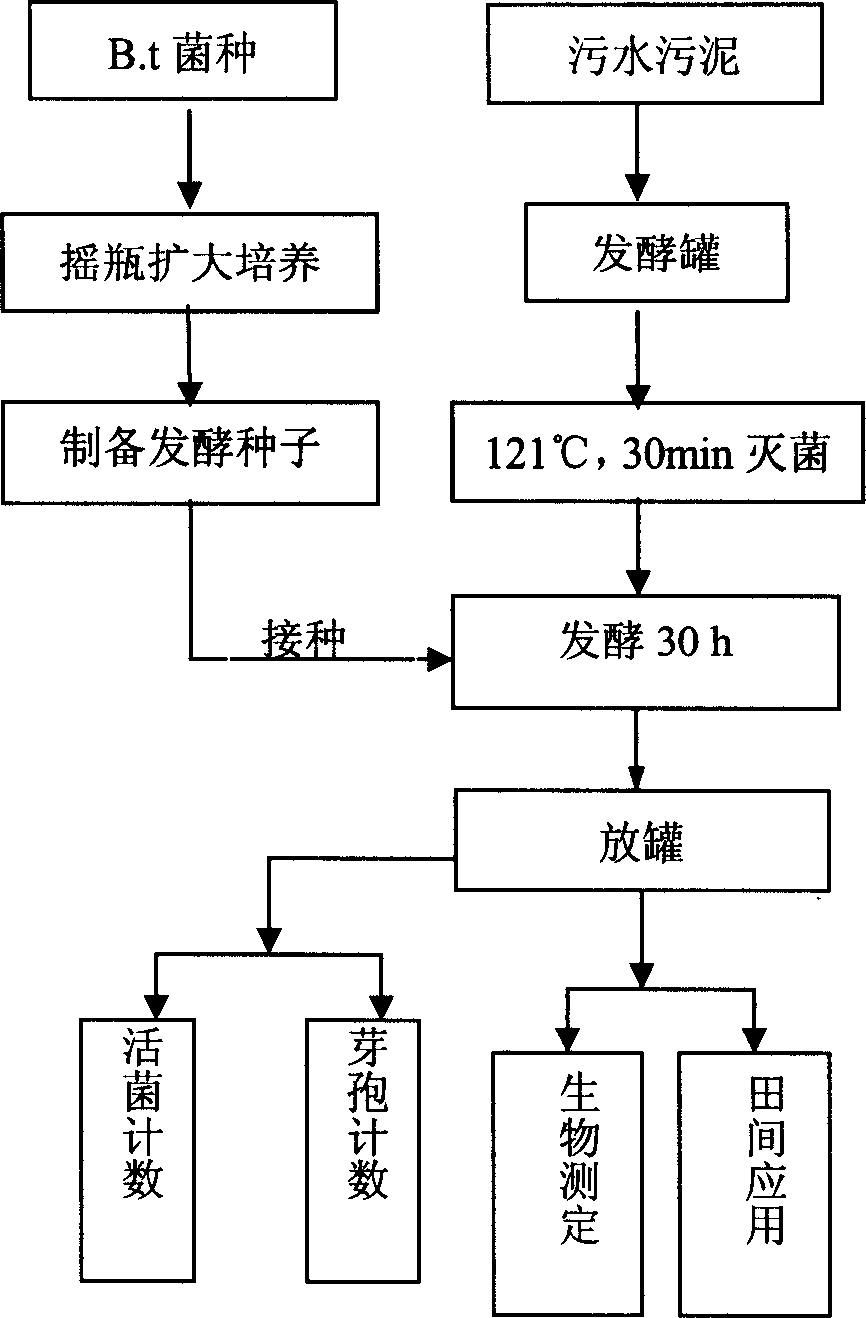 Sewage and sludge fermentation process of producing biopesticide bacillus thuringiensis