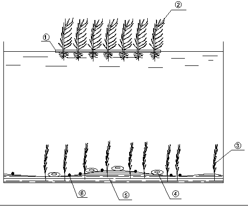 Biological remediation method of eutrophic water body