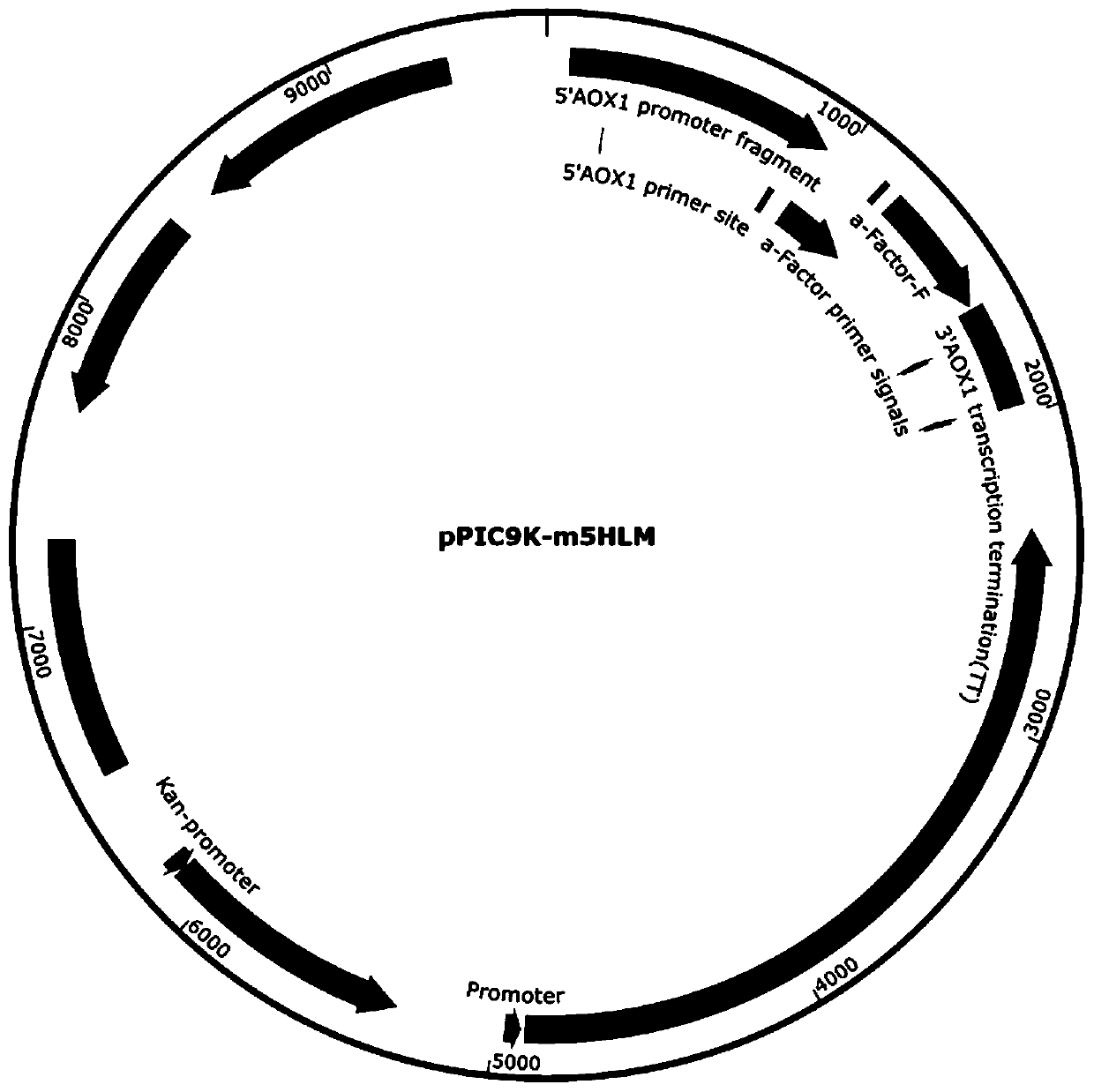 Lysozyme mutant with improved specific activity