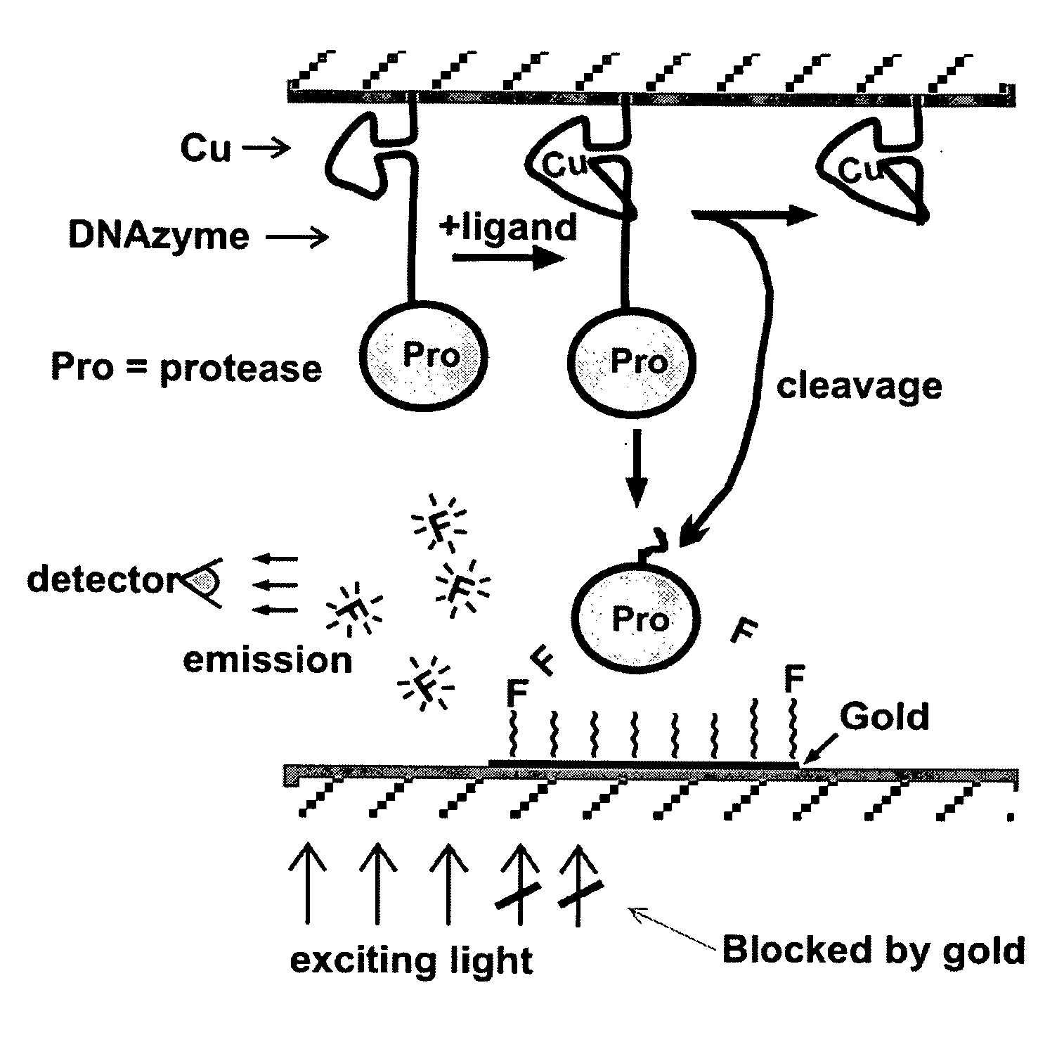 Nucleic acid aptamer-based compositions and methods